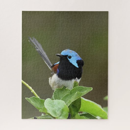 Fairy Wren Legpuzzel (Verticaal)