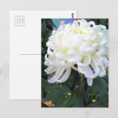Faisée des fleuristes : Carte postale (Devant / Derrière)