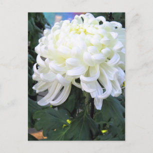 Faisée des fleuristes : Carte postale