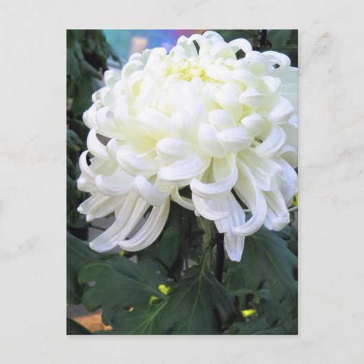 Faisée des fleuristes : Carte postale (Devant)