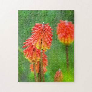 Fakkellelie (Kniphofia Uvaria), Westkaap Legpuzzel