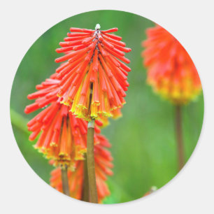 Fakkellelie (Kniphofia Uvaria), Westkaap Ronde Sticker