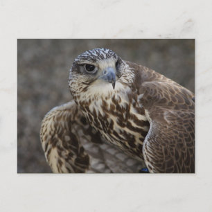 Falco cherrug briefkaart