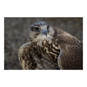 Falco cherrug perfect poster