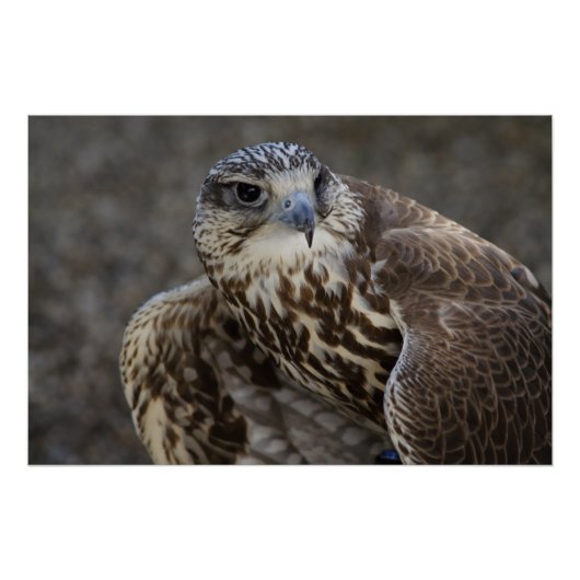 Falco cherrug perfect poster (Voorkant)