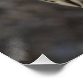 Falco cherrug perfect poster (Hoek)