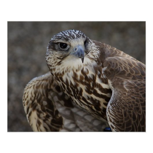 Falco cherrug perfect poster (Voorkant)