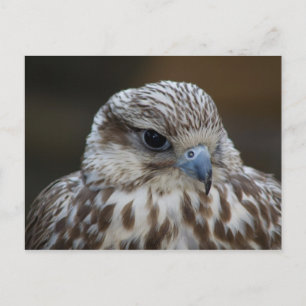 Falco cherrug Portrait Briefkaart