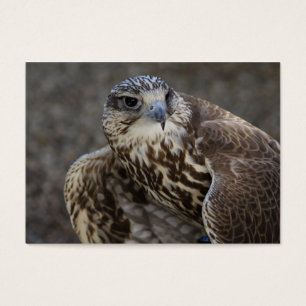 Falco cherrug visitekaartjes