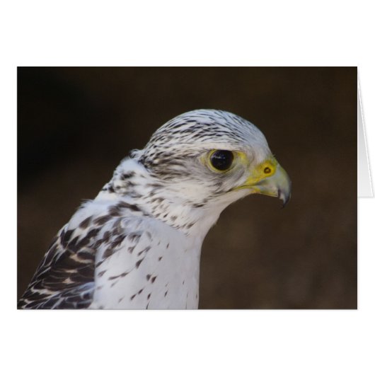 Falco rusticole (Devant horizontal)