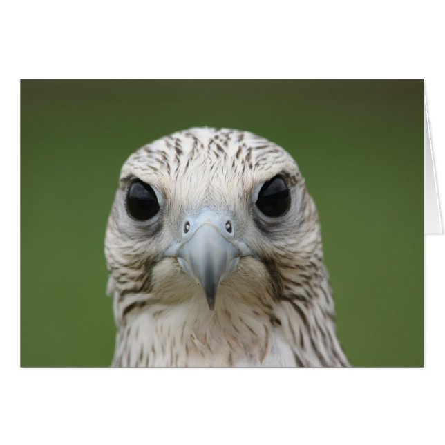 Falcon (Devant horizontal)