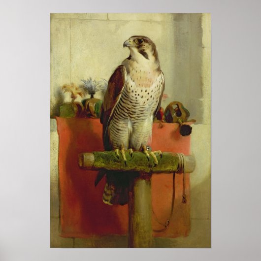 Falcon 1837 poster (Voorkant)