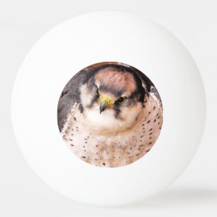 FALCON BIRD VAN PREY PINGPONGBALLEN