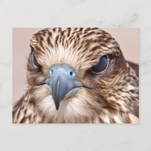 Falcon Close Briefkaart