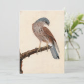 Falcon Hen Kestrel | William Lewin (Staand voorkant)