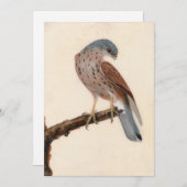 Falcon Hen Kestrel | William Lewin (Voorkant / Achterkant)