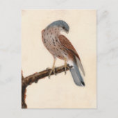Falcon Hen Kestrel | William Lewin Briefkaart (Voorkant)