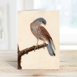 Falcon Hen Kestrel   William Lewin Kaart