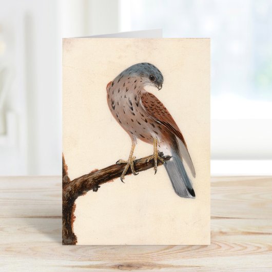 Falcon Hen Kestrel | William Lewin Kaart