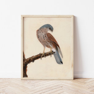 Falcon Hen Kestrel William Lewin Poster
