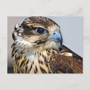 Falcon in profiel briefkaart