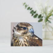 Falcon in profiel briefkaart (Staand voorkant)