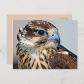 Falcon in profiel briefkaart (Voorkant / Achterkant)