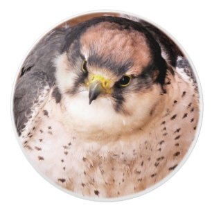 FALCON KERAMISCHE KNOP