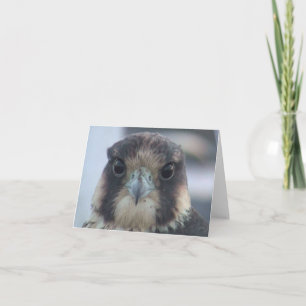Falcon notecard kaart
