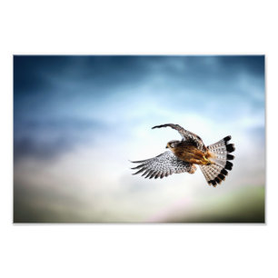 Falcon Soaring in the Sky Foto Afdruk