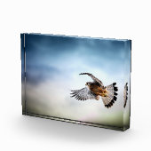 Falcon Soaring in the Sky Fotoblokken (Rechts)