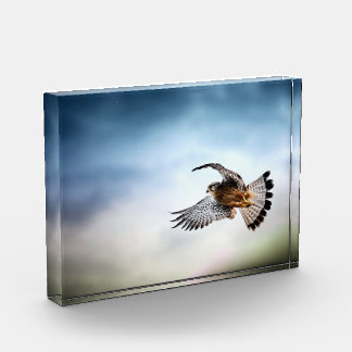 Falcon Soaring in the Sky Fotoblokken