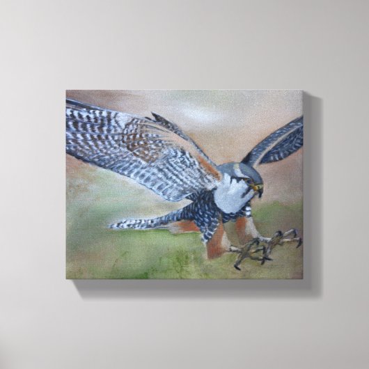 Falcon Stretched Canvas Print (Voorkant)