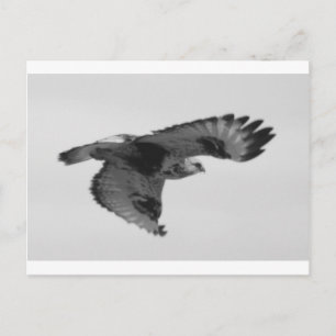 FalconInFlight Briefkaart