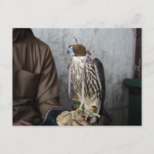 Falconry falcon briefkaart