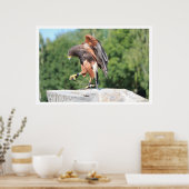 Falconry Harris Hawk met Jesses Poster (Keuken)