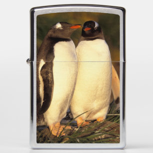 Falklandeilanden. Ezelspinguïns.  (Pyroscelis