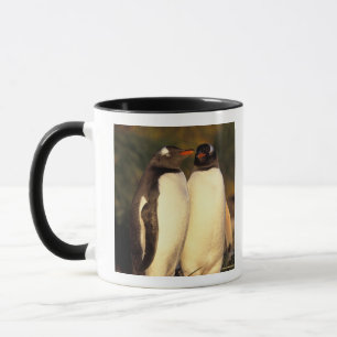 Falklandeilanden. Ezelspinguïns. (Pyroscelis Mok