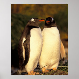 Falklandeilanden. Gento Penguins. (Pyroscelis Poster