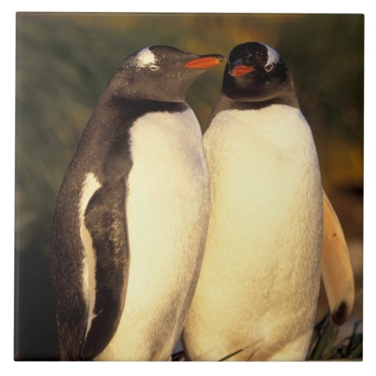 Falklandeilanden. Gento Penguins. (Pyroscelis Tegeltje (Voorkant)