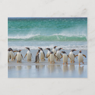Falklandeilanden. Het eiland Saunders. Gentoo Briefkaart