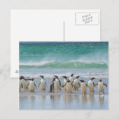 Falklandeilanden. Het eiland Saunders. Gentoo Briefkaart (Voorkant / Achterkant)