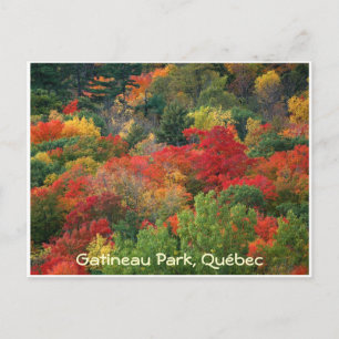 Fall Colors Briefkaart