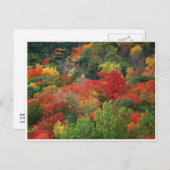 Fall Colors Briefkaart (Voorkant / Achterkant)