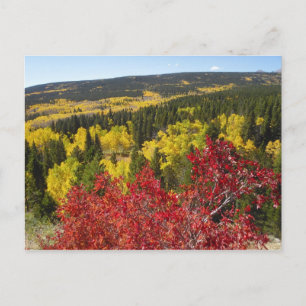Fall Colors in Rockies Postcard Briefkaart