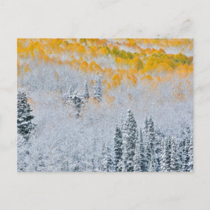 Fall Colors of Aspens Rocky Mountains, Colorado Briefkaart