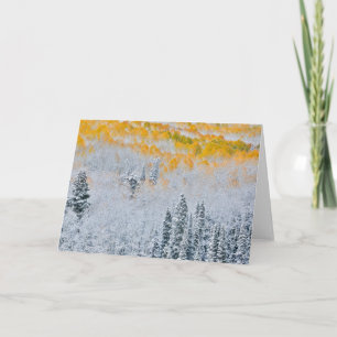 Fall Colors of Aspens Rocky Mountains, Colorado Kaart