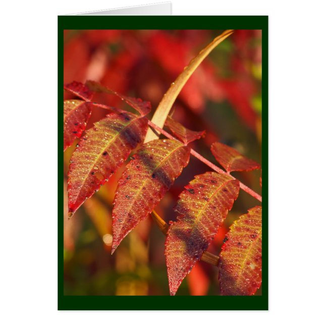 Fall Leaves (Voorkant)
