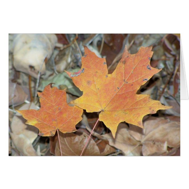 Fall Leaves (Voorkant Horizontaal)