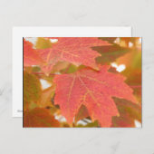 Fall Leaves Briefkaart (Voorkant / Achterkant)